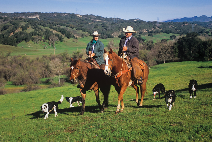 How To Pick The Perfect Farm Dog Grit